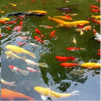 Fotofliese mit Koi-Karpfen im Teich – realistisches Wassermotiv als Bodenfliese